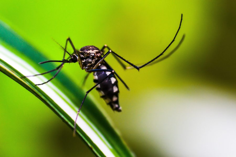 Dengue: Brasil registra 26 mortes e 166 mil novos casos prováveis durante o feriado