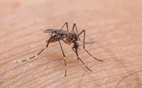 Cientistas desenvolvem armadilha para combater o mosquito da dengue