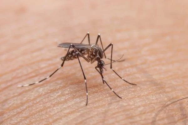 Dengue: Brasil já registra mais casos este ano do que em todo 2023