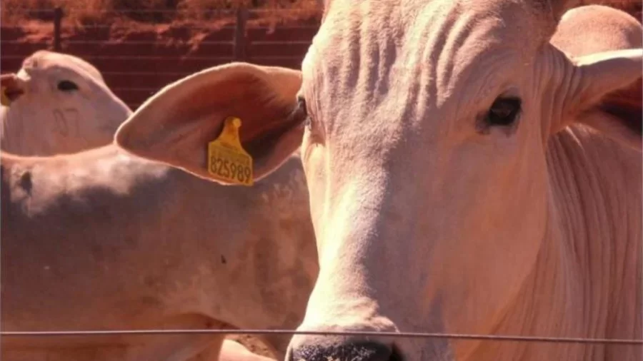 PROJETO:    Governo recebe proposta de rastreabilidade bovina