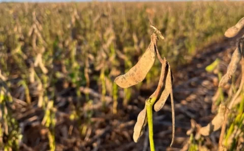 MT:  Sem renda na soja, agricultores de MT temem inadimplência