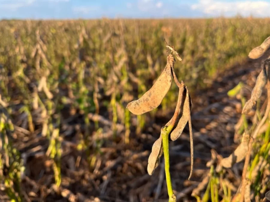 MT:  Sem renda na soja, agricultores de MT temem inadimplência