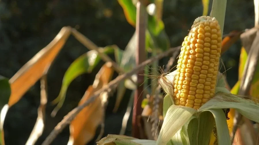 MT:  RETA FINAL:   Plantio de milho em MT chega a 97,81% em meio as adversidades climáticas