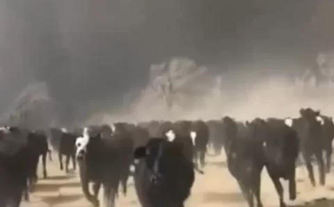 NO TEXAS:   Incêndio colossal ameaça uma das principais áreas de criação de gado dos EUA