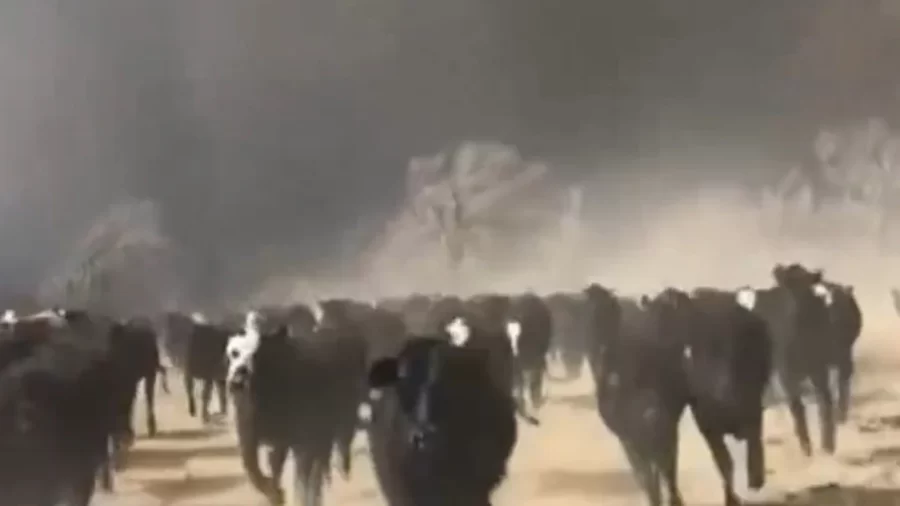 NO TEXAS:   Incêndio colossal ameaça uma das principais áreas de criação de gado dos EUA