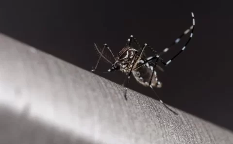 Dengue: 10 estados e DF têm mais casos este ano do que em todo 2023