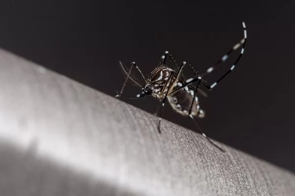 Dengue: 10 estados e DF têm mais casos este ano do que em todo 2023