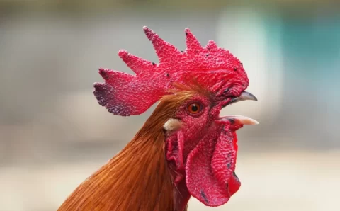 Humanos podem discernir pelos cantos das galinhas se elas estão felizes ou frustradas