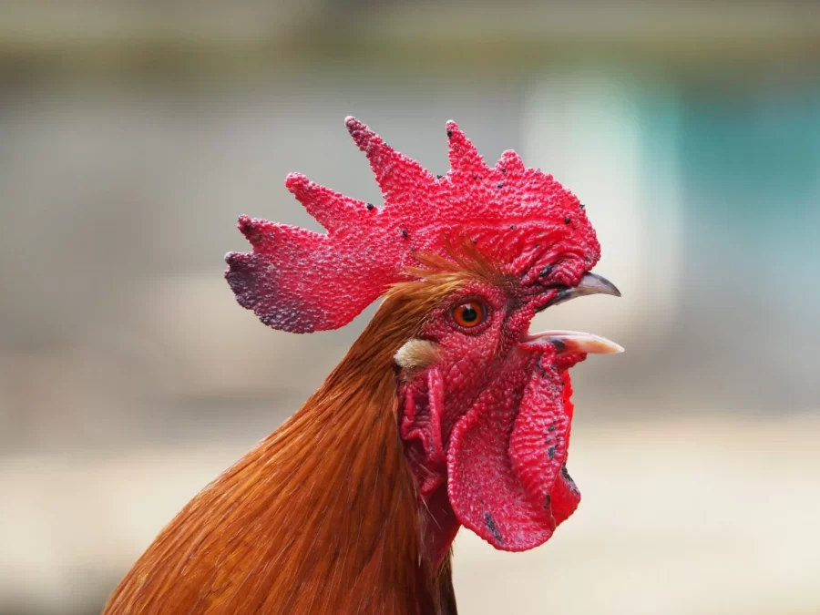 Humanos podem discernir pelos cantos das galinhas se elas estão felizes ou frustradas