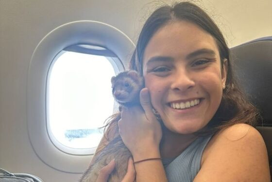 DENTRO DE AVIÃO  Justiça autoriza jovem a viajar com furão de estimação