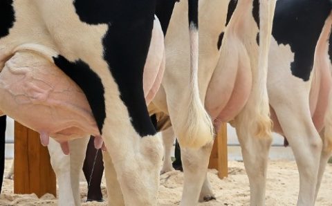 MASTITE BOVINA:    Como prevenir a doença que mais causa prejuízo ao rebanho brasileiro