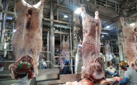 MT:   Abate de bovinos em Mato Grosso alcança novo recorde no primeiro trimestre