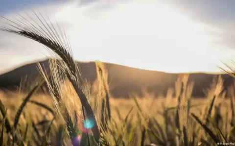 Mitos sobre nutrição: o glúten sempre faz mal?