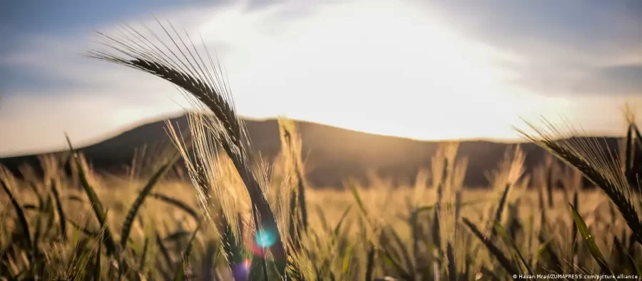 Mitos sobre nutrição: o glúten sempre faz mal?