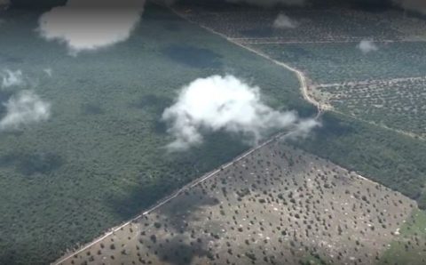 MT:   Megafazendeiro gasta R$ 25 milhões para destruir 80 mil hectares no Pantanal de MT
