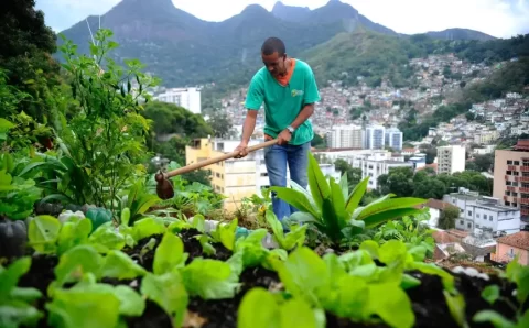 Produção local pode melhorar alimentação em centros urbanos