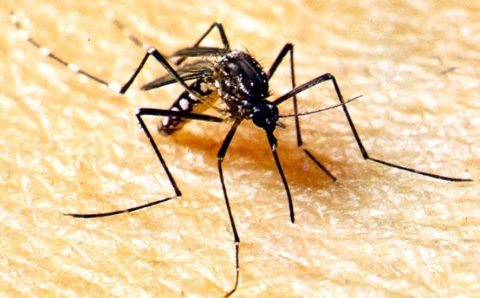 SES realiza Dia D contra a dengue nesta sexta-feira (29)