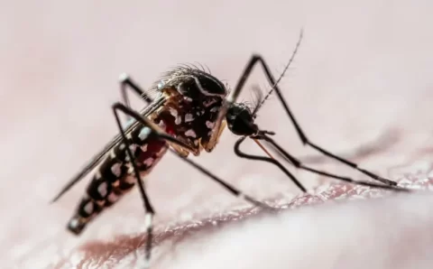 São Paulo atinge 900 mil casos de dengue, cerca de 25% dos registros no Brasil