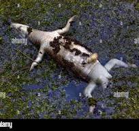 MT:   Especialistas alertam para o risco de grande destruição no Pantanal