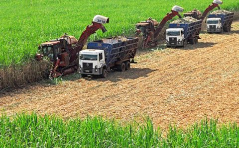 MT:   DADOS DA CONAB:    Produção de cana-de-açúcar em MT cresce 11% na safra 2023/24