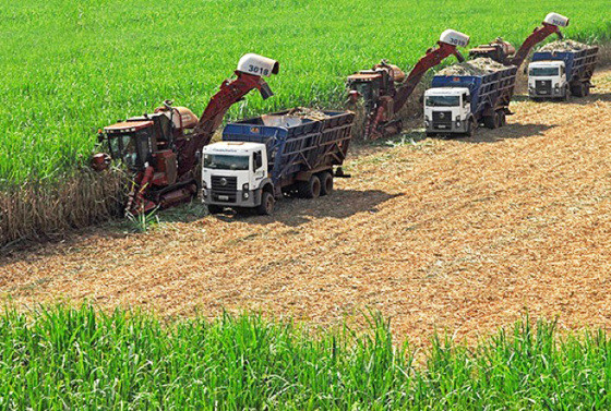 MT:   DADOS DA CONAB:    Produção de cana-de-açúcar em MT cresce 11% na safra 2023/24