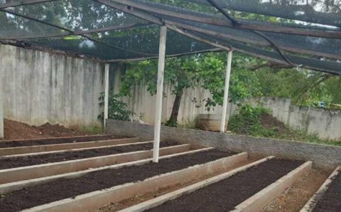 MT:  Governo de MT investe em projeto-piloto que garantirá produção e venda de gengibre e açafrão