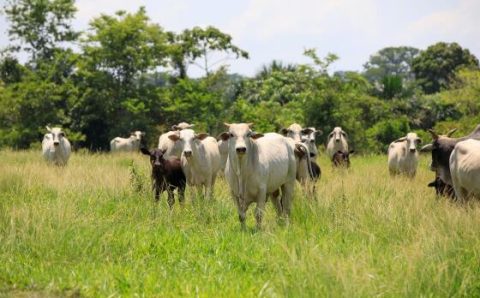 MT:  RESCIMENTO ECONÔMICO:   Mato Grosso registra recorde de abates de bovinos e exportações em abril de 2024