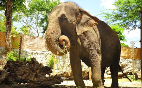 MT:   POR EUTANÁSIA:   Ao 52 anos, morre a elefanta Lady no Santuário de Chapada