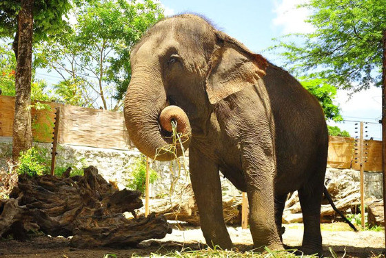 MT:   POR EUTANÁSIA:   Ao 52 anos, morre a elefanta Lady no Santuário de Chapada
