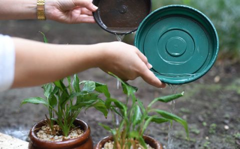 MT:  ALERTA:   Após aumento de casos, prefeito Emanuel Pinheiro cria Comitê de Ação Preventiva de Combate à Dengue e Demais Arboviroses