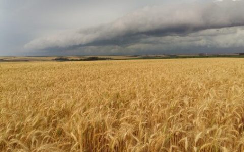 EM 2024:   Trigo: após salto de 70% entre 2019 e 2023, área do cereal sinaliza queda