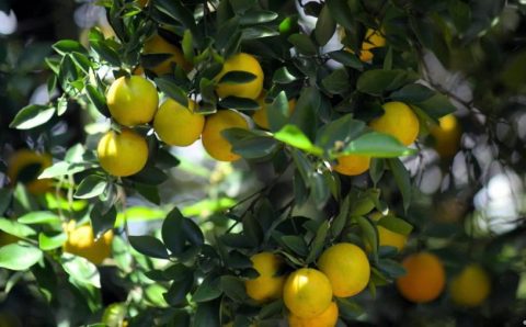 Queda na produção no Brasil faz preço de suco disparar na UE