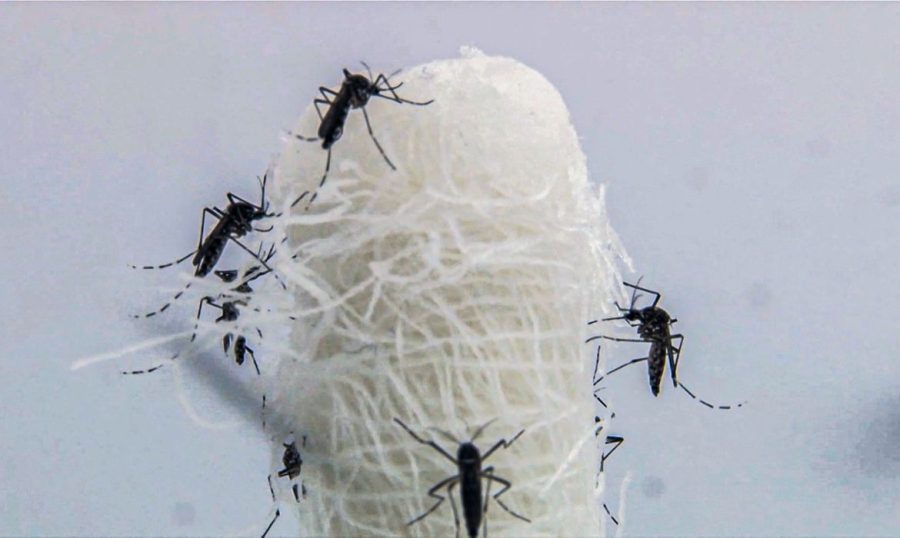 Alagamentos podem provocar novos casos de dengue no Rio Grande do Sul