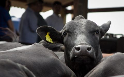 MT:  Prazo para produtores de MT informarem ao Indea estoque de rebanho termina no dia 4 de junho