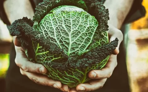 Como acrescentar na alimentação o ferro de que o corpo necessita