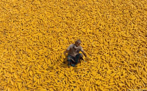 Alimentos transgênicos: vilões ou salvadores do clima?