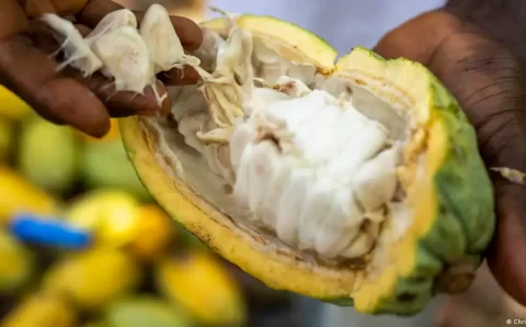 Cientistas criam chocolate mais saudável e sustentável