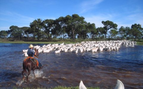 Cresce em 30% o número de produtores de carne orgânica no Pantanal