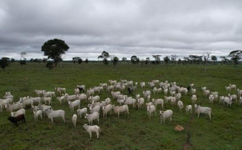 MT:  ATÉ 31 DE JULHO:   MT prorroga prazo para vacinação contra brucelose
