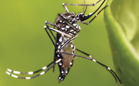 MT:   VIGILÂNCIA EPIDEMIOLÓGICA:   Saúde alerta sobre aumento de casos de chikungunya em Cuiabá