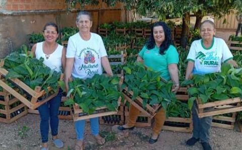 MT:  GERAÇÃO DE RENDA:   Governo de MT apoia mulheres do campo com 15 mil mudas de banana e kits para cultivo irrigado da fruta