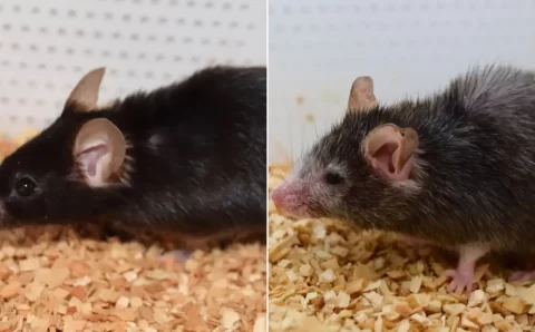 Efeito Benjamin Button: Cientistas conseguem reverter o envelhecimento em camundongos