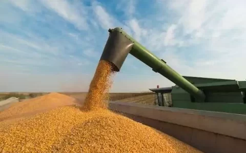 MT:  Avanço nas vendas de milho em Mato Grosso em junho de 2024