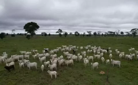 MT:  Indea alerta produtores sobre prazo da vacinação contra a brucelose em MT