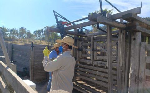 Vacinação obrigatória contra brucelose termina no dia 31 de julho