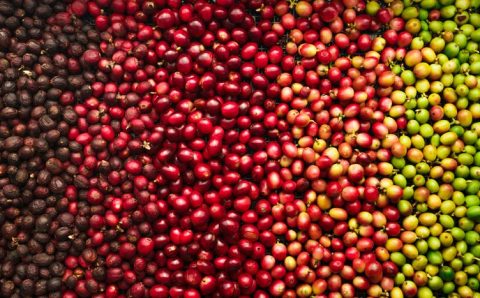 Preços da soja despencam e retornam aos níveis de 2020 com perspectiva de alta na produção global