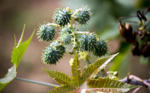 DESENVOLVIMENTO:   Boas práticas na colheita e secagem garantem mamona de alta qualidade