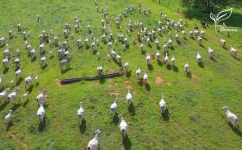 MT:  RETOMADA:   Preço da vaca gorda indica sinal de transição do ciclo pecuário em MT