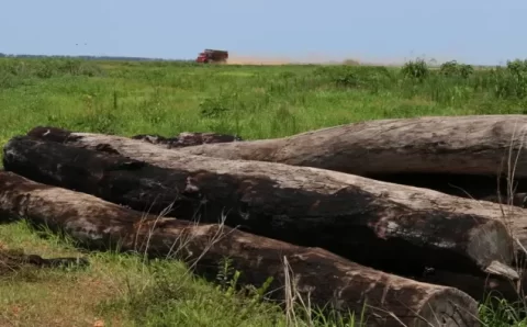 Brasil desmatou 33% de toda sua vegetação nativa