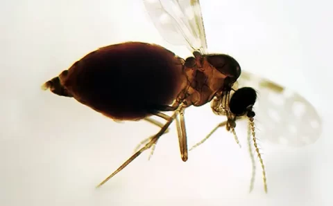 Oropouche pode levar a novo surto de microcefalia no Brasil?